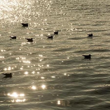 Il Cavalluccio Marino * Montesilvano Marina